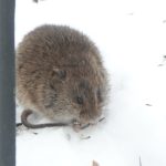 A photo of a vole sitting on snow