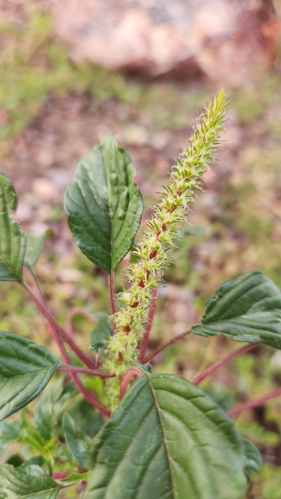 Seeds and leaves of Palmer Amaranth
