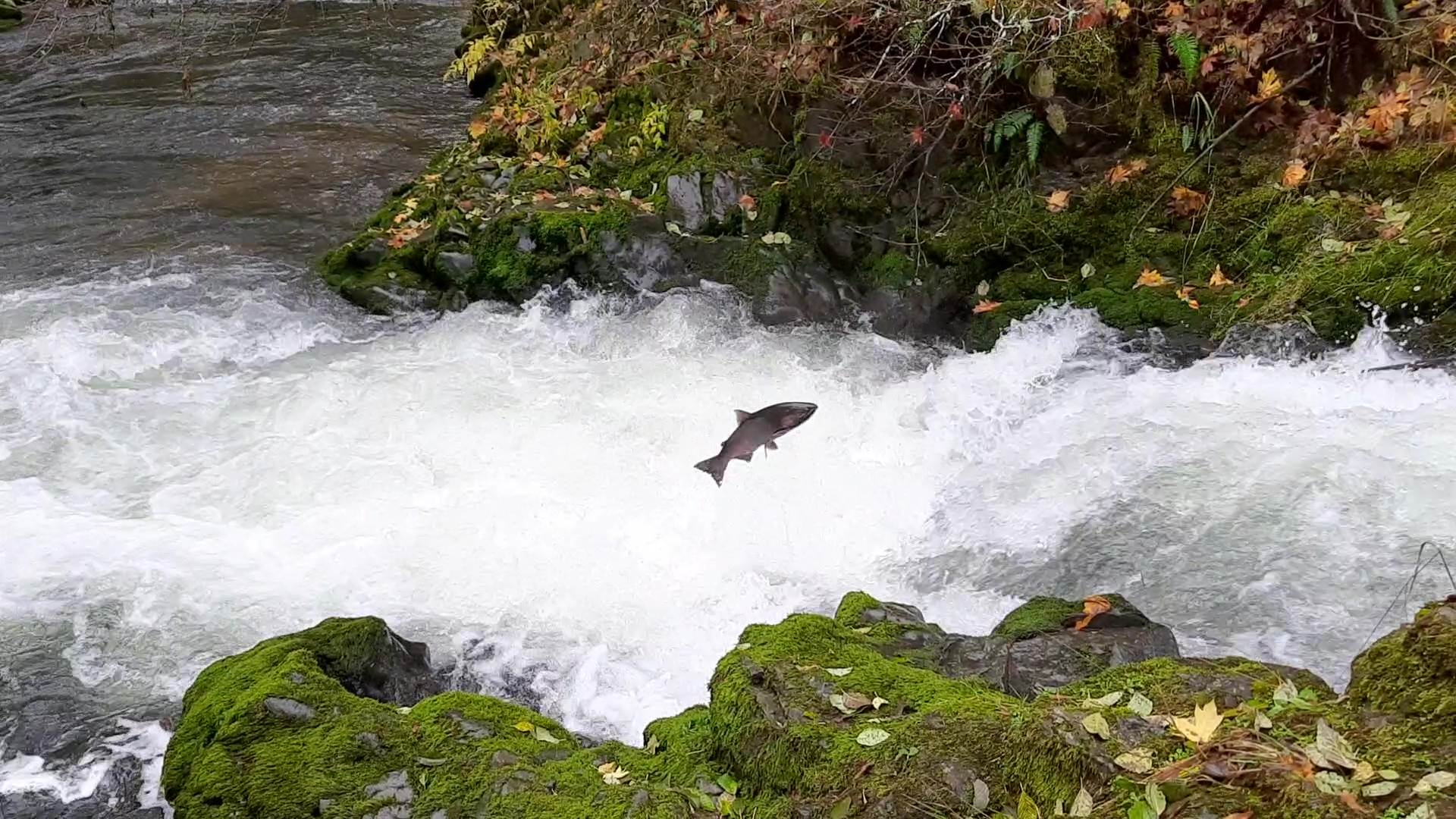 Fish jumping over small waterfall