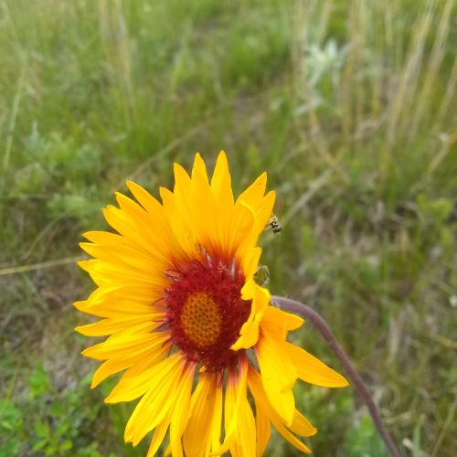 A yellow Blanket Flower in a green grass area