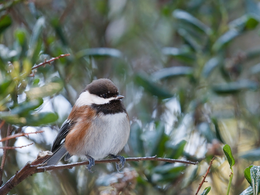 Chestnut-Backed Chickadee