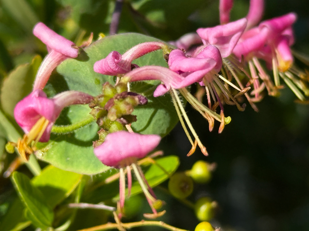 Closeup A closeup of pink honeysuckle flowers