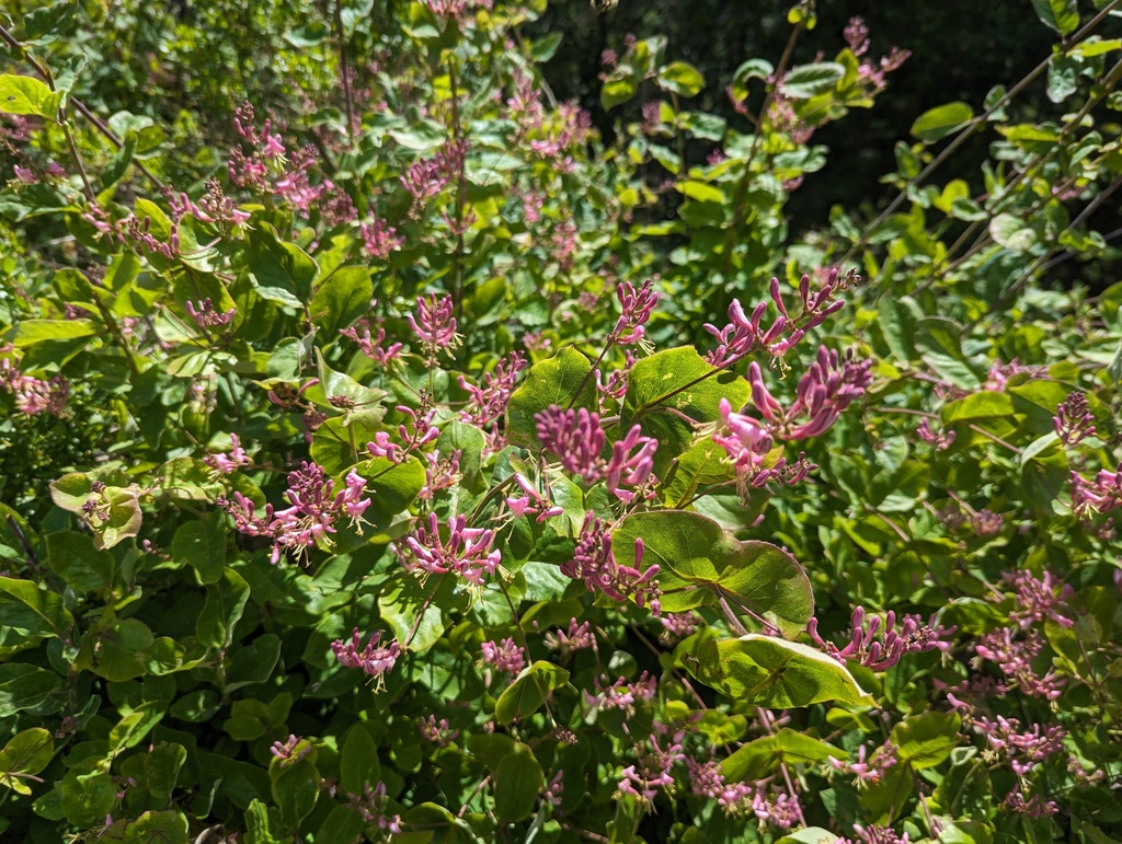 A dense, almost bush-like patch of pink honeysuckle