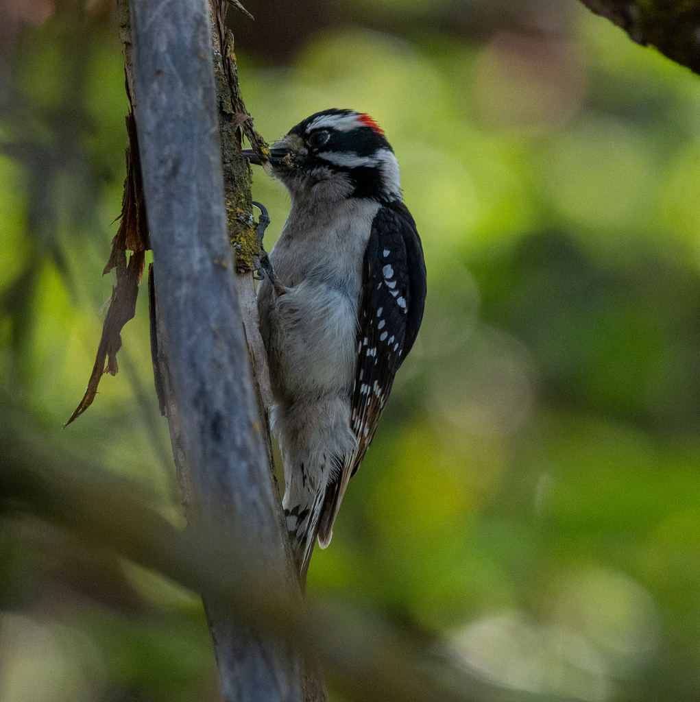 Downy Woodpecker