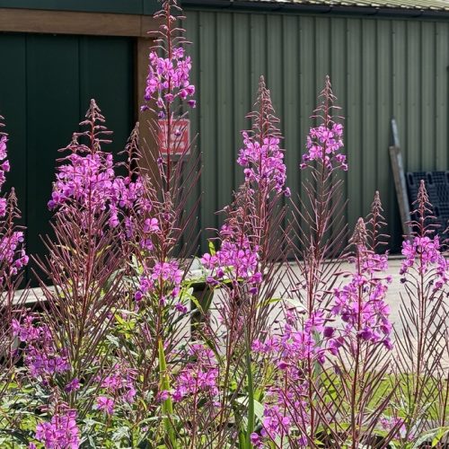 Fireweed in bloom