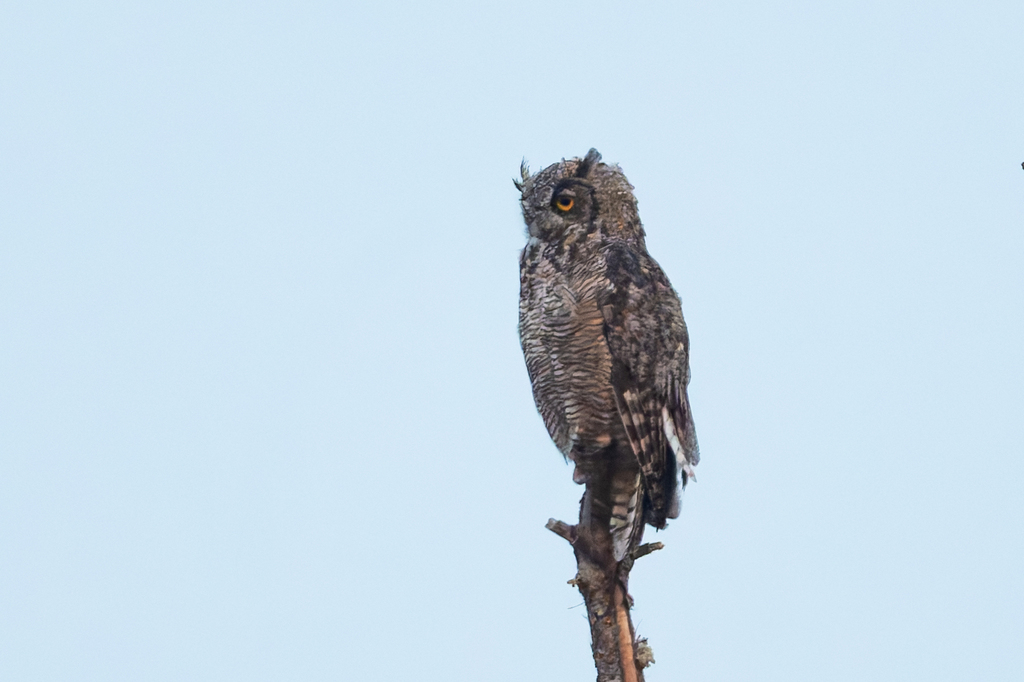 Great Horned Owl