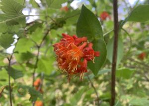 An orange honeysuckle in bloom