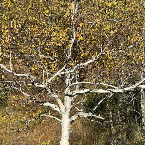 A Paper Birch Tree