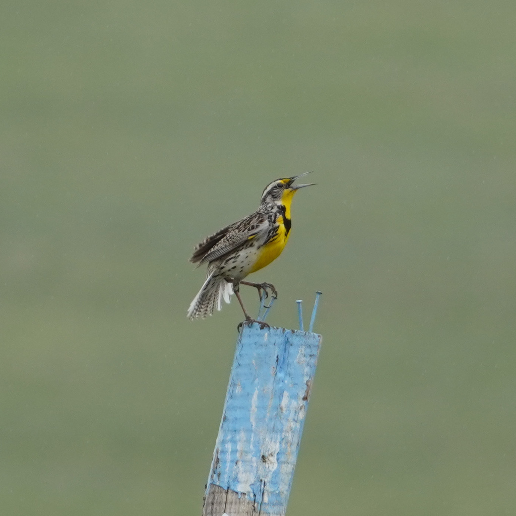 W. Meadowlark (for stewardship tier)
