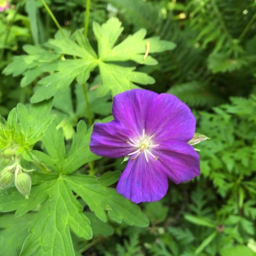 Western Geranium purple flower with green foliage