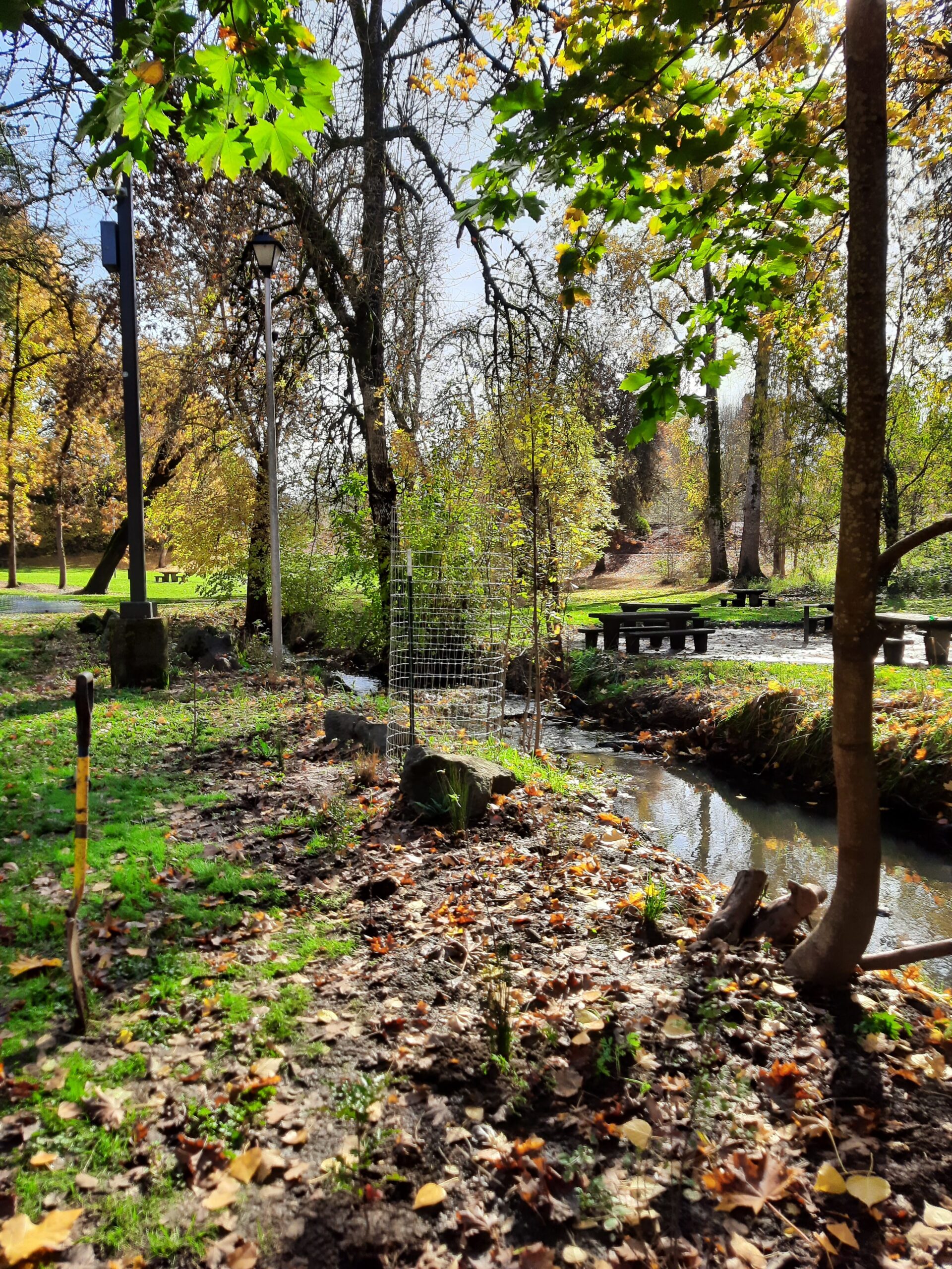 A photo of a park with maple trees and a creek.