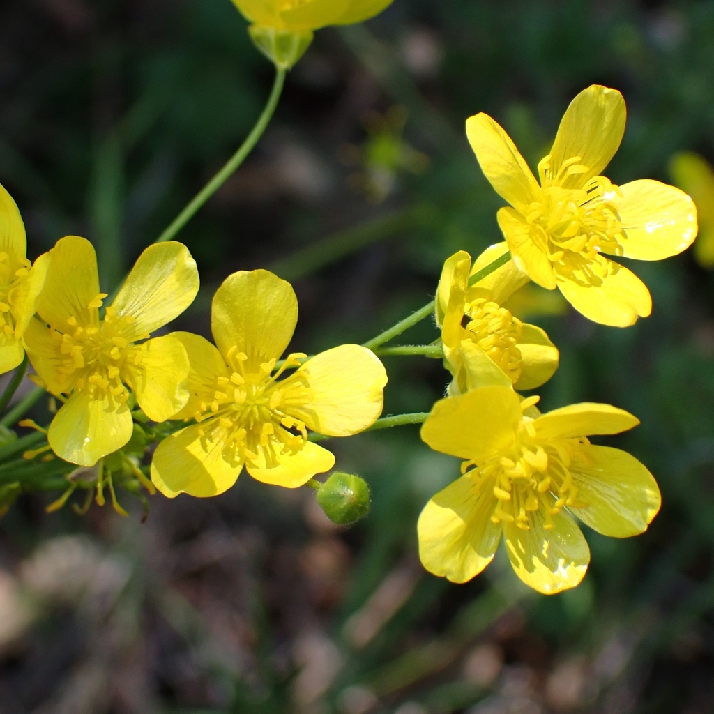 Western buttercup in bloom