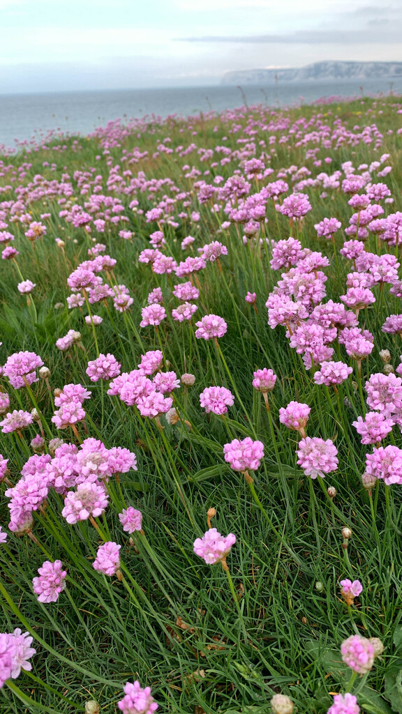 A big patch of Sea Thrift in bloom