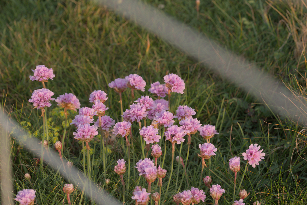 A small patch of Sea Thrift in bloom