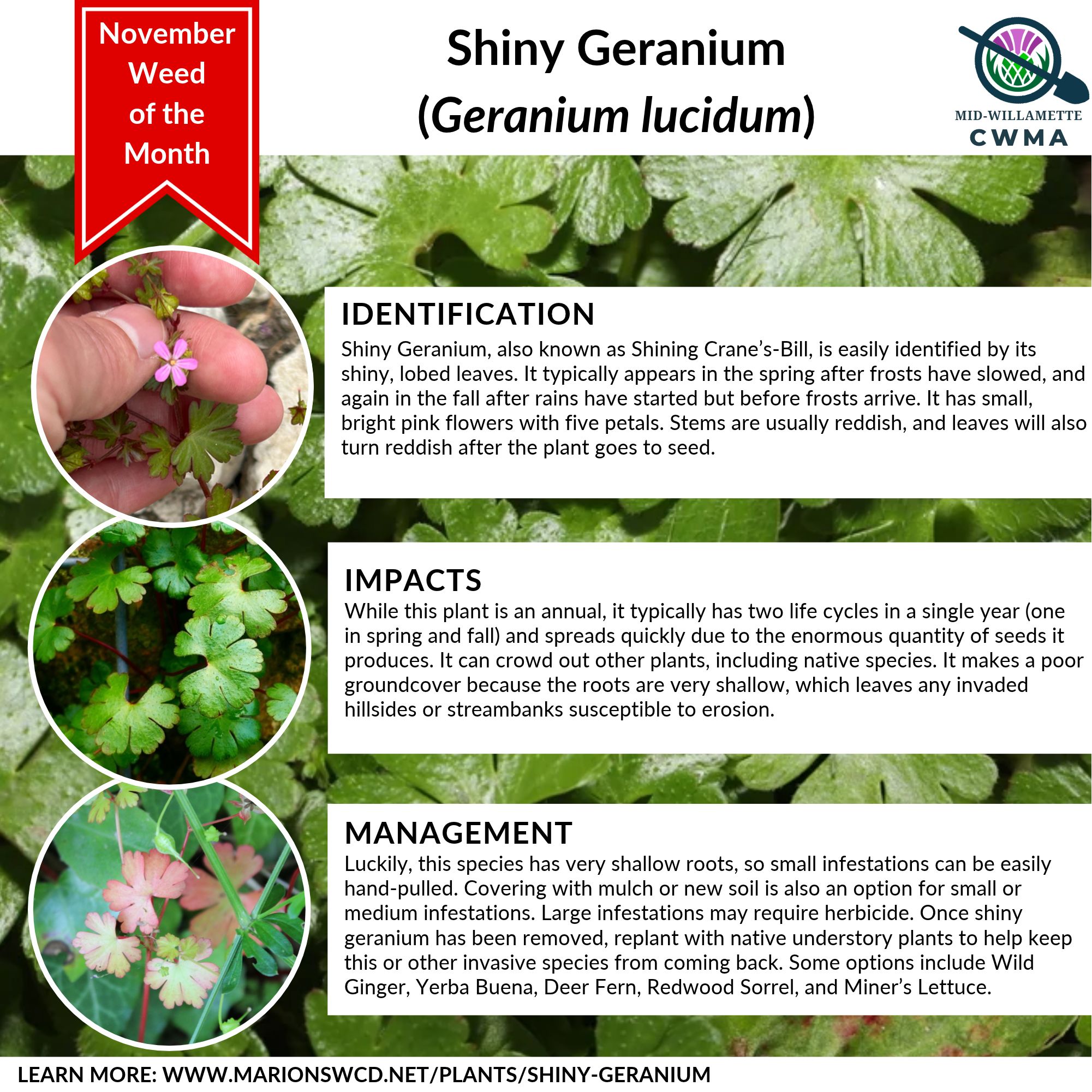 A flier with information and photos of shiny geranium.